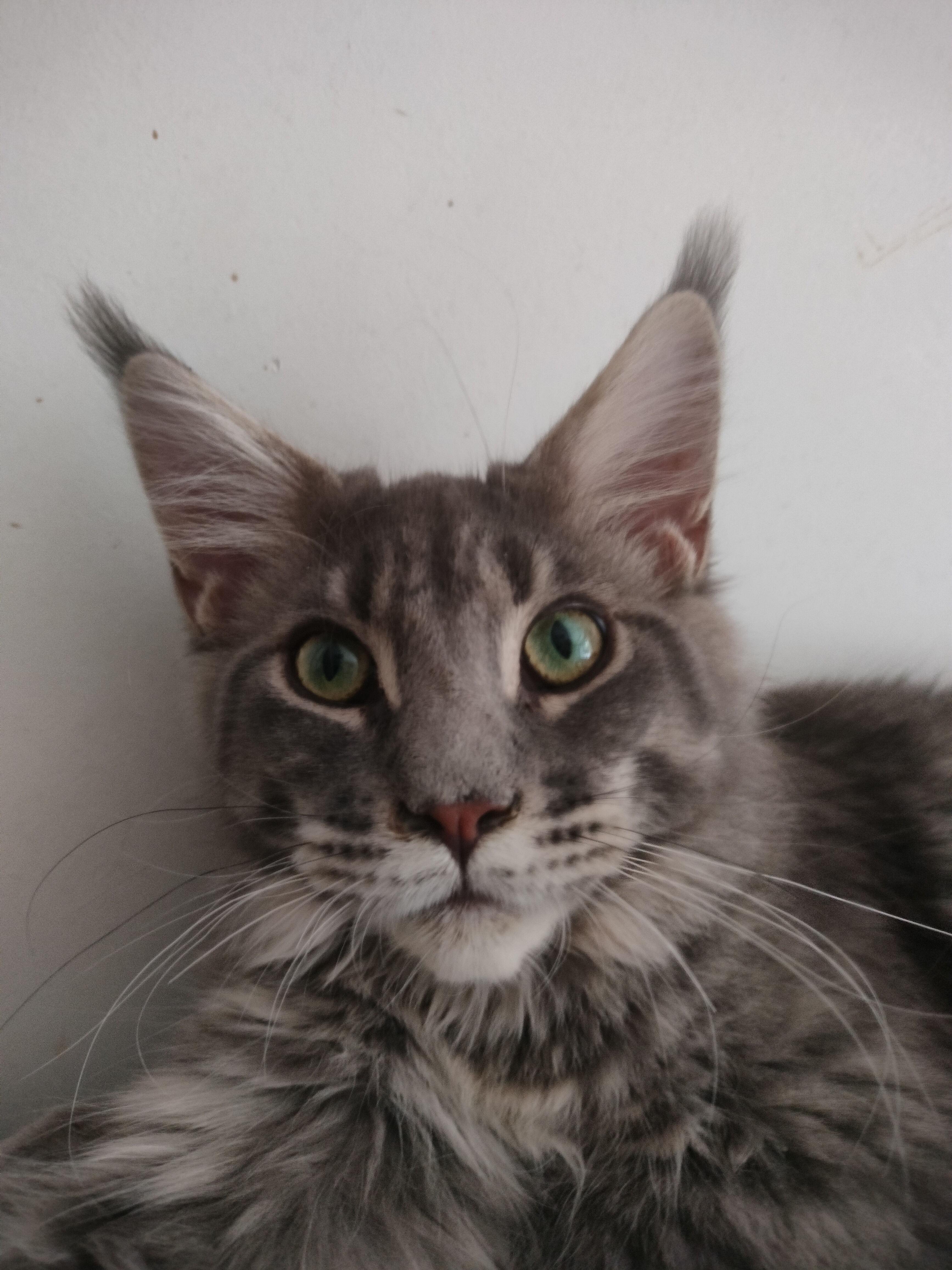 缅因猫